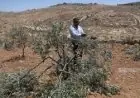 مستعمرون يجرفون أراضي زراعية ويقتلعون أشجار زيتون في بلدة نعلين