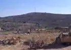 مستعمرون يطلقون مواشيهم في أراضي كفر مالك شرق رام الله ويلحقون أضرارا بأشجار الزيتون
