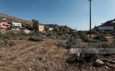 3 أوامر عسكرية تستهدف إزالة الأشجار من نحو 339 دونما في جنين ورام الله