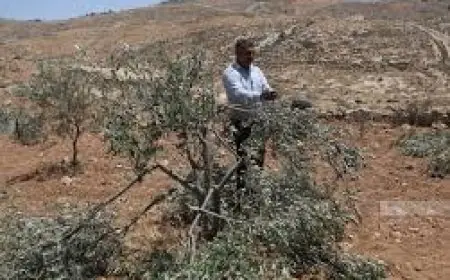 مستعمرون يجرفون أراضي زراعية ويقتلعون أشجار زيتون في بلدة نعلين