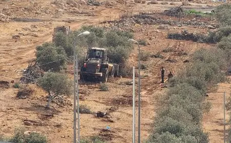 لاحتلال يقتلع عشرات أشجار الزيتون في جبع شمال شرق القدس