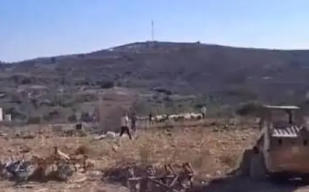 مستعمرون يطلقون مواشيهم في أراضي كفر مالك شرق رام الله ويلحقون أضرارا بأشجار الزيتون