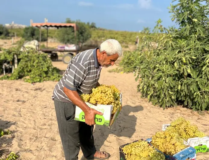 موسم العنب في غزة …كروم متهالكة وعناقيد لا تكفي