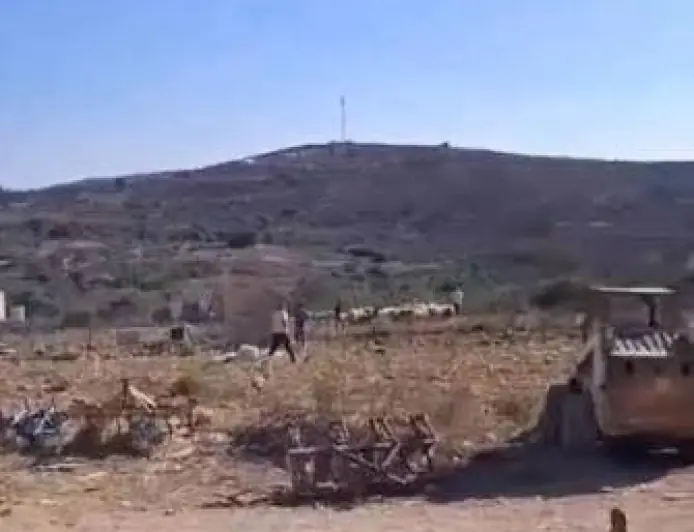 مستعمرون يطلقون مواشيهم في أراضي كفر مالك شرق رام الله ويلحقون أضرارا بأشجار الزيتون