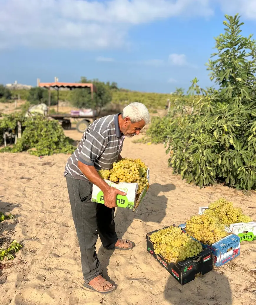 موسم العنب في غزة …كروم متهالكة وعناقيد لا تكفي