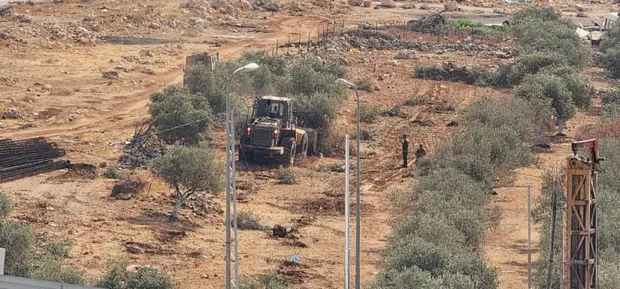 لاحتلال يقتلع عشرات أشجار الزيتون في جبع شمال شرق القدس