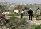 مستعمرون يعتدون على قاطفي الزيتون في قرية مراح رباح جنوب بيت لحم