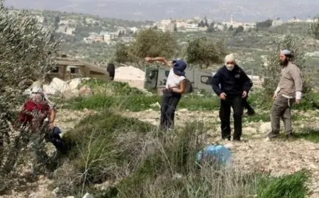 مستعمرون يعتدون على قاطفي الزيتون في قرية مراح رباح جنوب بيت لحم