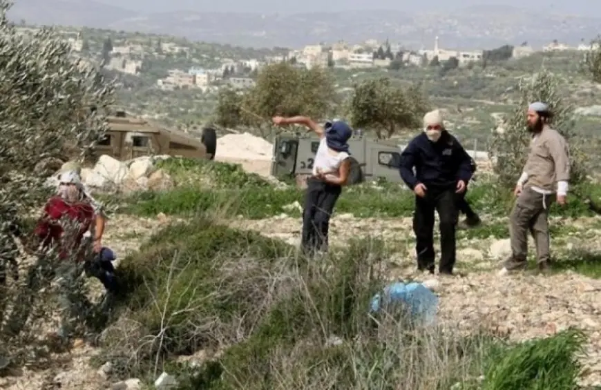 مستعمرون يعتدون على قاطفي الزيتون في قرية مراح رباح جنوب بيت لحم